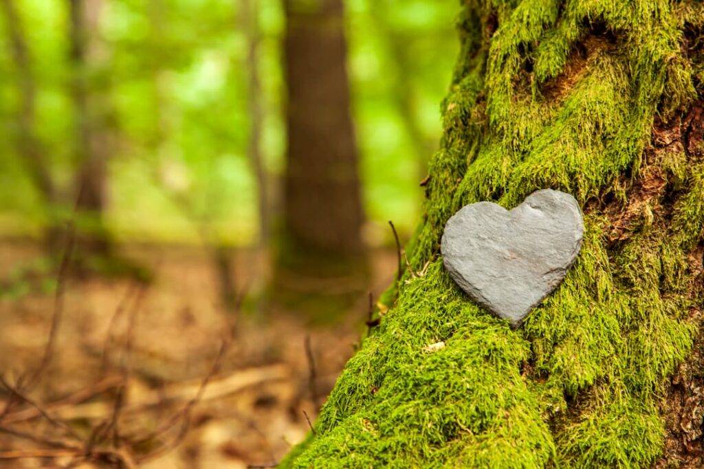 stone heart on tree